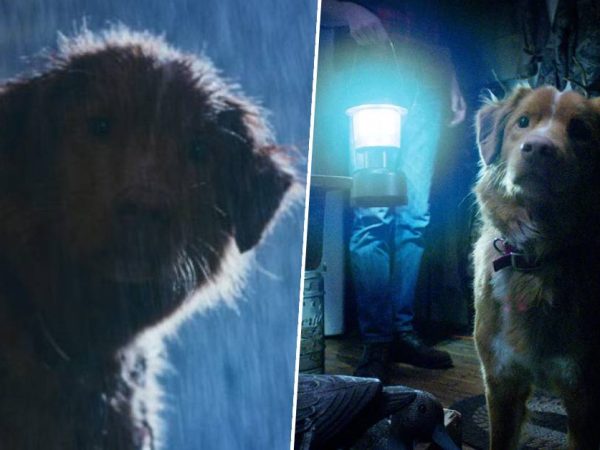 How to Watch Good Boy: The Supernatural Horror Film Starring a Dog