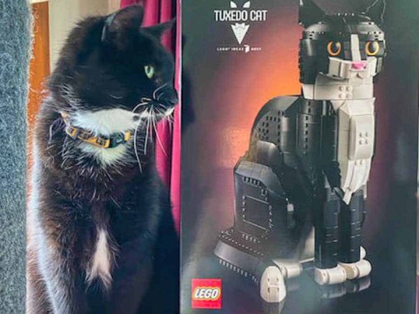 Lego Ideas Tuxedo Cat Set Reaches Lowest Price Ever on Amazon