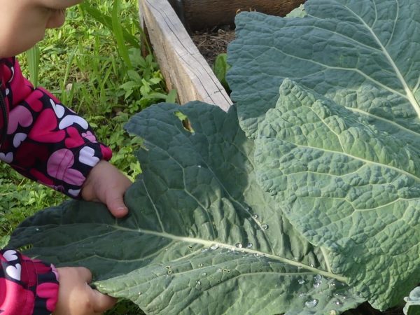 2025 Black Friday Offers: Best Discounts from Walmart, Amazon, Target, Best Buy, Kohl’s, Home Depot, and Others