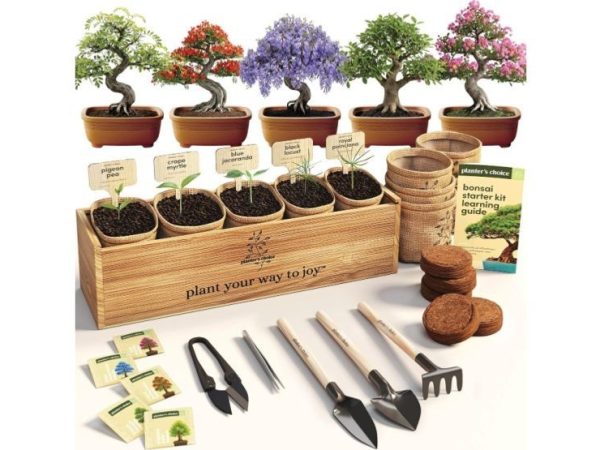 Lego Botanicals Mini Bonsai Trees Set Reaches All-Time Lowest Price on Amazon