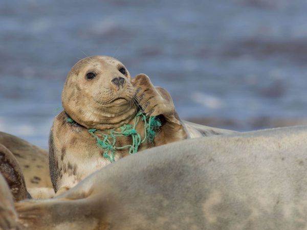 View Brazil vs. Tunisia Online at No Cost