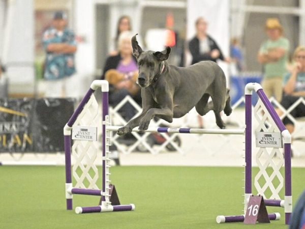 Hints and Solutions for Hurdle on December 22, 2025