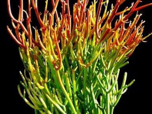 Last-Minute Holiday Discounts Available Before Christmas: DoorDash Gift Cards, Fire Sticks, Shark Glossi, and Additional Items