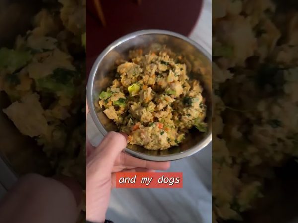 Receive 50% Discount on Your Initial Box from The Farmers Dog for Your Dog