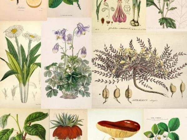 Top 20+ Cyber Monday Lego Offers: Current Price Reductions on Star Wars, Botanicals, Disney Collections