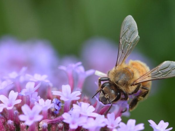 NYT Provides Hints and Answers for January 10, 2026